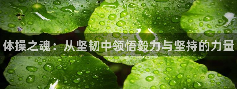 尊龙官网下载平台假的吗是真的吗：体操之魂：从坚韧中领