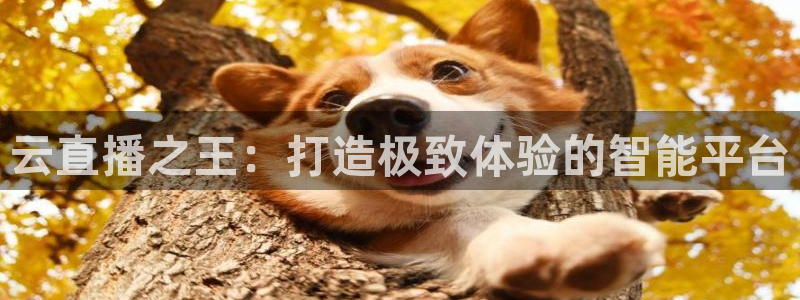 黑白体育ufc直播：云直播之王：打造极致体验的智能平台